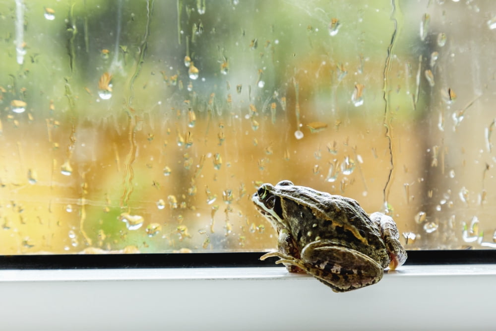 A brown frog sits on a window ledge looking outside at the rain Fort McMurray Alberta Canada Canvas Art - Alanna Dumonceaux Design Pics (19 x 12)