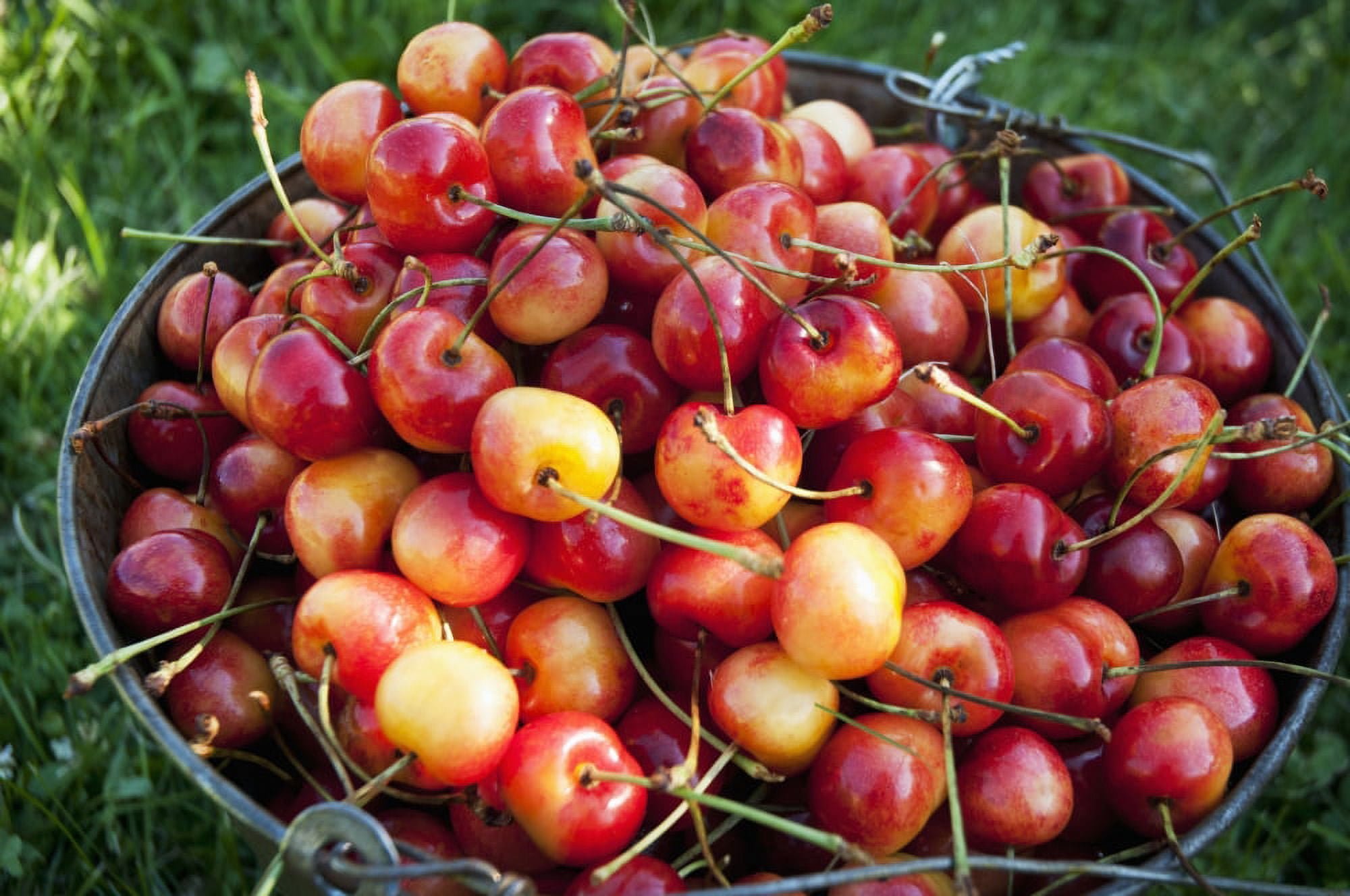 A bucket of ripe Ranier Cherries are freshly picked in the Okanagan British Columbia Canada Canvas Art - Leanna Rathkelly Design Pics (19 x 12)