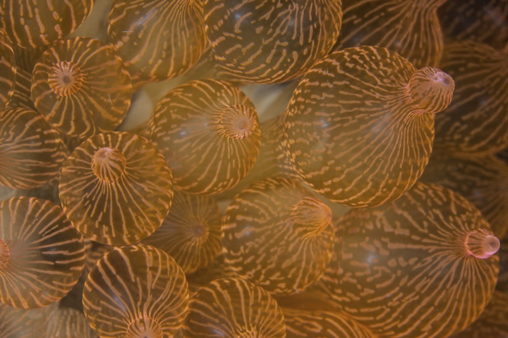 A bulbed anemone grows on a reef in Komodo National Park Indonesia Canvas Art - Ethan DanielsStocktrek Images (34 x 23)