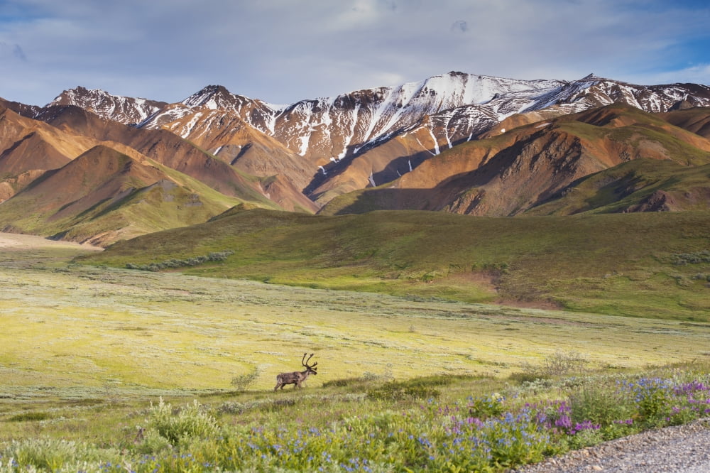 A bull caribou approaching the Park Road near Highway Pass in Denali National Park Interior Alaska Canvas Art - Michael Jones Design Pics (38 x 24)