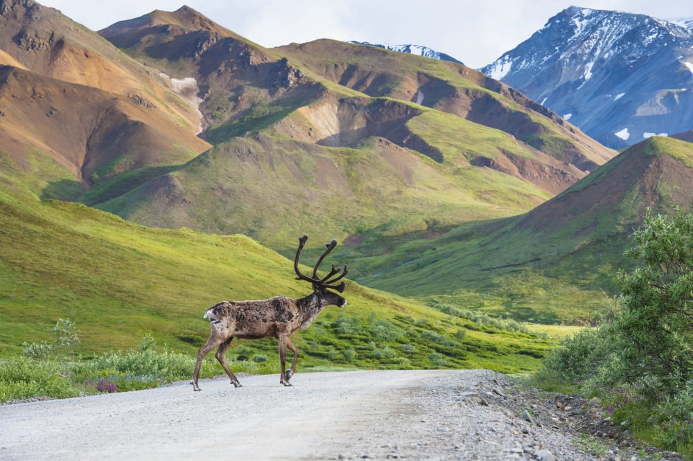 A bull caribou crosses the Park Road near Highway Pass in Denali National Park Interior Alaska Canvas Art - Michael Jones Design Pics (38 x 24)
