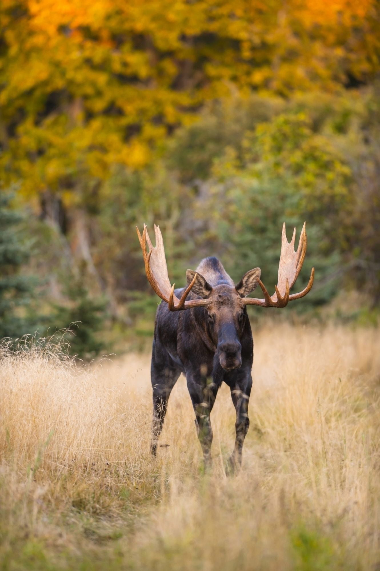 A bull moose in rut in Kincaid Park Anchorage Southcentral Alaska autumn Canvas Art - Michael Jones Design Pics (24 x 38)