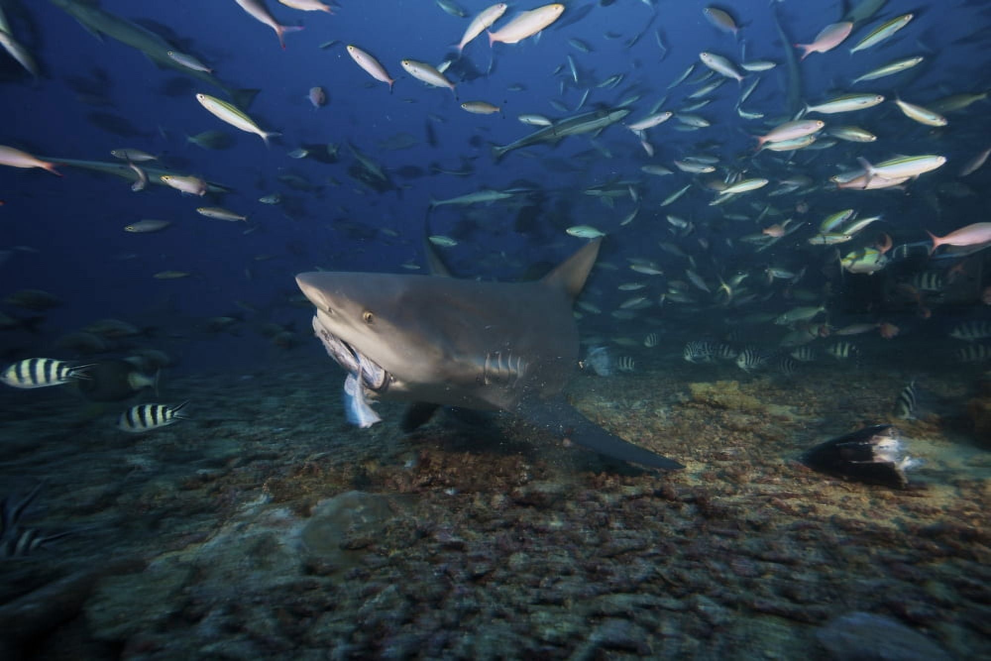 A bull shark picks up a large tuna head off of the reef floor Fiji Canvas Art - Terry MooreStocktrek Images (18 x 12)