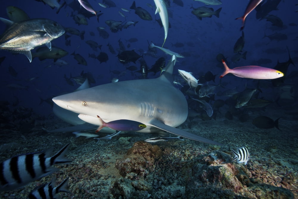 A bull shark turns sharply to avoid the photographer Fiji Canvas Art - Terry MooreStocktrek Images (18 x 12)