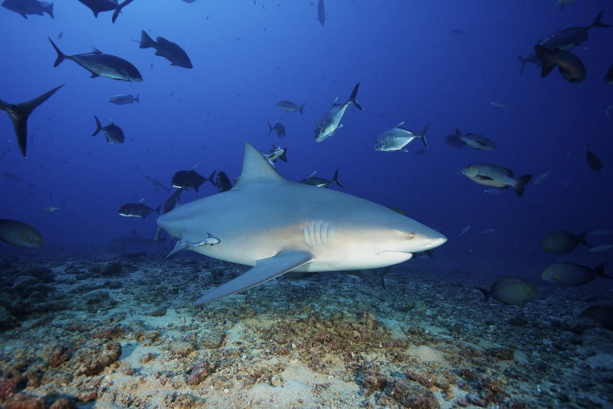 A bull shark with accompanying remora and schooling giant trevally Fiji Canvas Art - Terry MooreStocktrek Images (18 x 12)