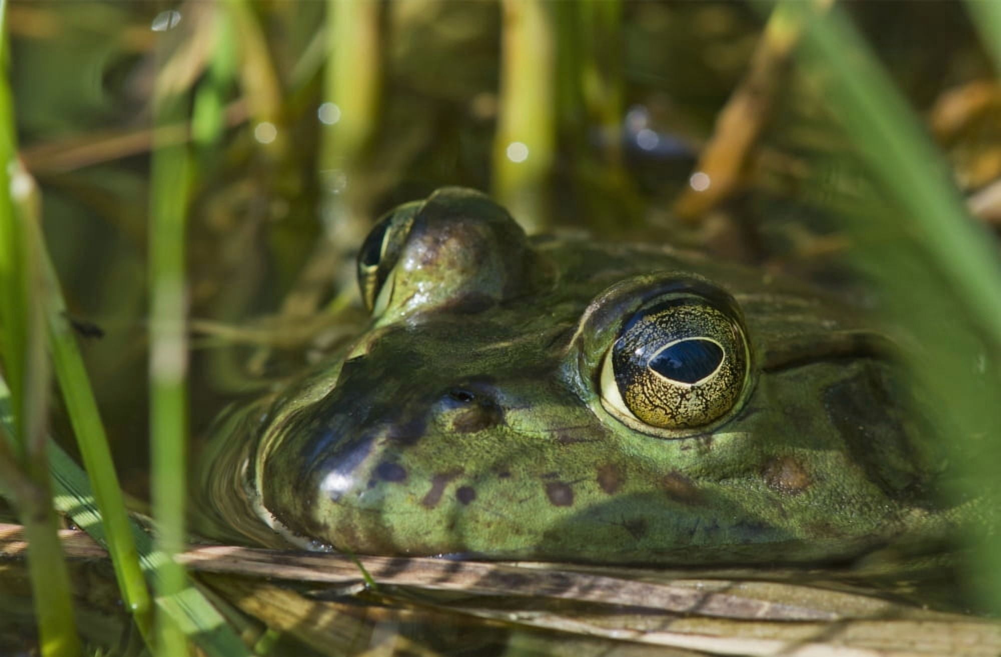 A bullfrog (Lithobates catesbeianus) rests in a pond Astoria Oregon United States of America Canvas Art - Robert L Potts Design Pics (19 x 12)