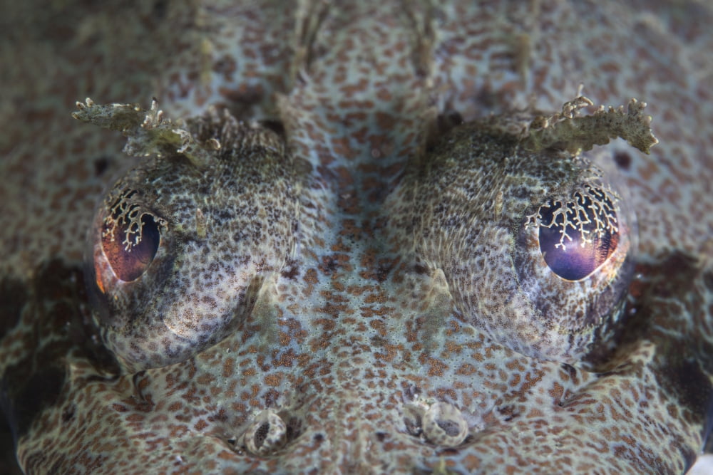 A camouflaged horned flathead lays hidden on a sandy slope Canvas Art - Ethan DanielsStocktrek Images (17 x 12)