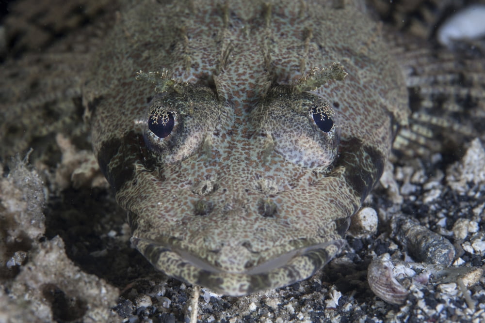 A camouflaged horned flathead lays hidden on a sandy slope Canvas Art - Ethan DanielsStocktrek Images (34 x 23)