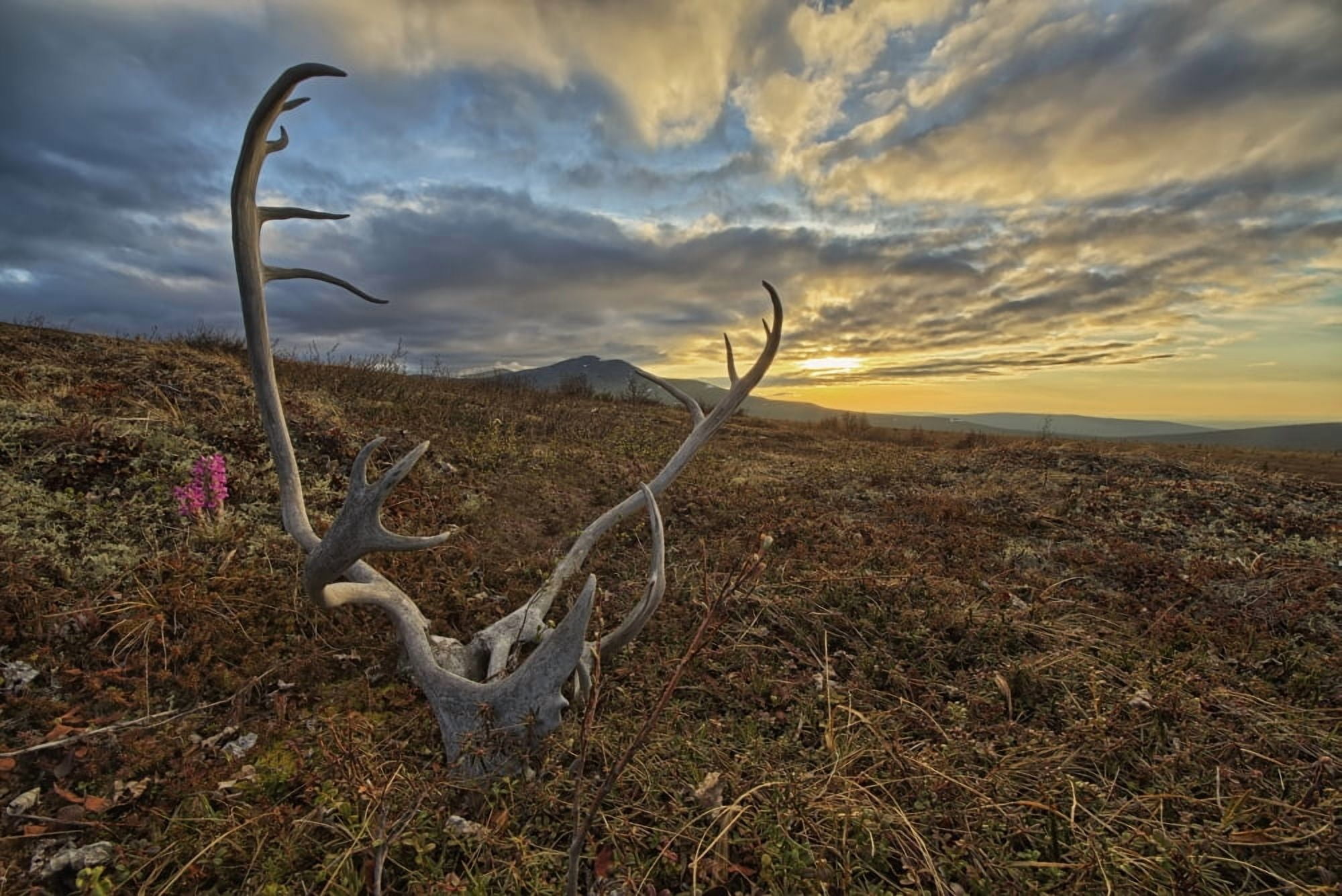 A caribou antler lies in silence on the flanks of Crow Mountain Old Crow Yukon Canada Canvas Art - Robert Postma Design Pics (18 x 12)