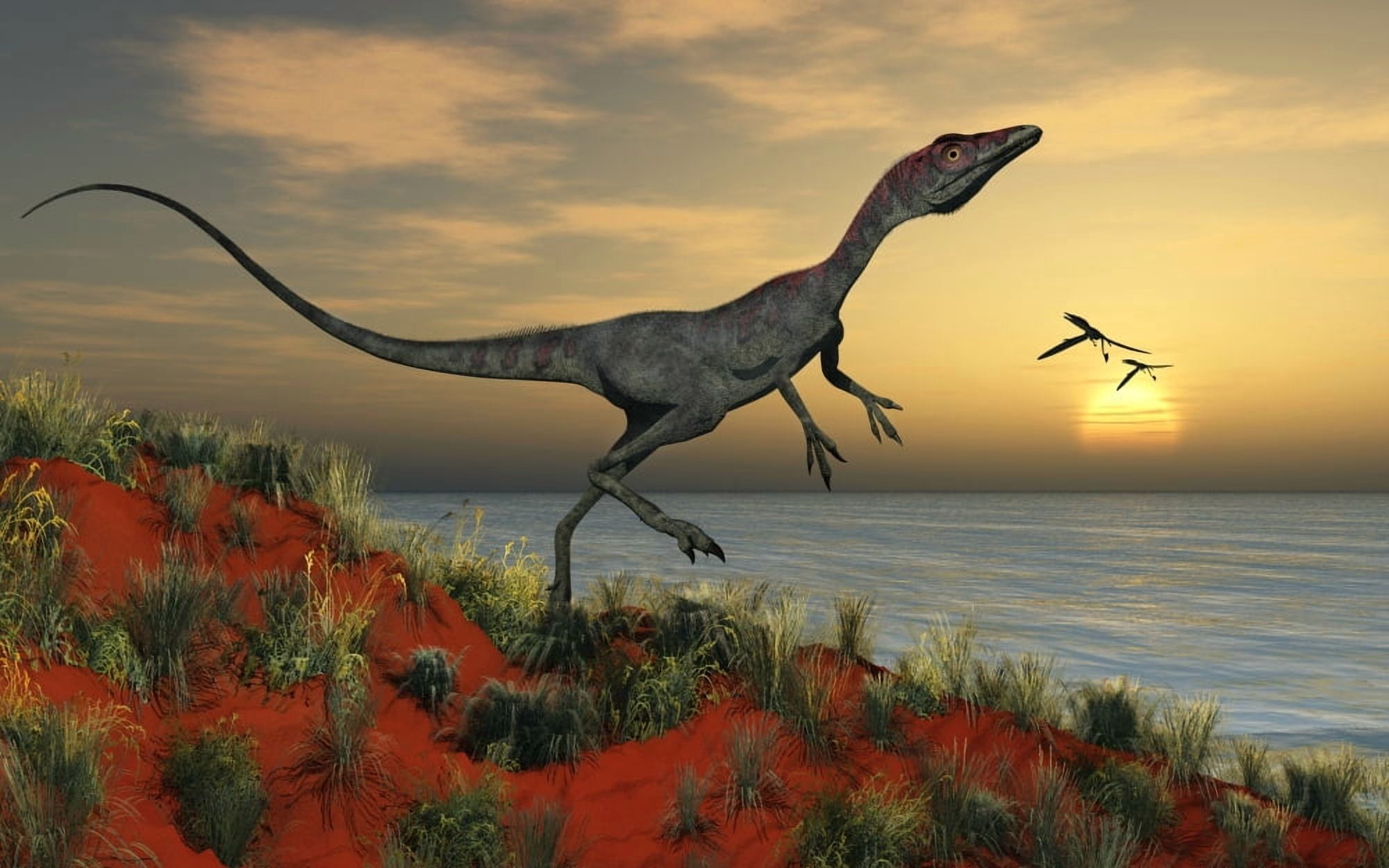 A carnivorous Compsognathus dinosaur Canvas Art - Mark StevensonStocktrek Images (18 x 12)