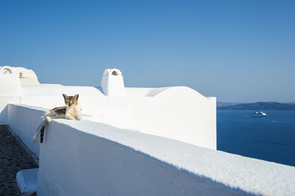 A cat lays on a whitewash wall with a view of the Aegean sea Oia Santorini Greece Canvas Art - Dosfotos Design Pics (19 x 12)