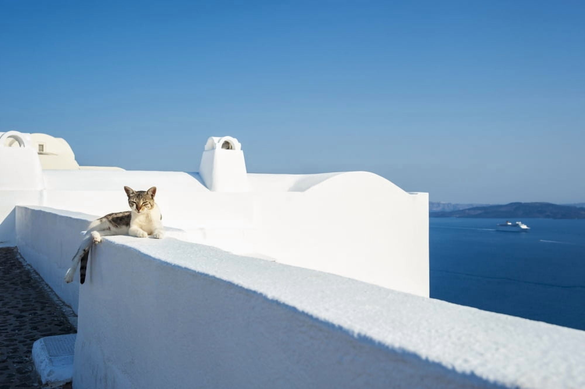 A cat lays on a whitewash wall with a view of the Aegean sea Oia Santorini Greece Canvas Art - Dosfotos Design Pics (38 x 24)
