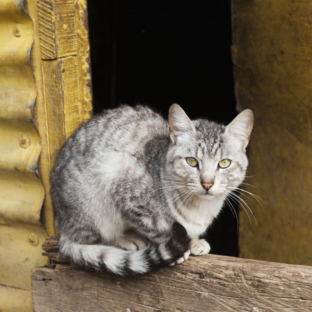 A cat sits on a wooden beamGuatemala city guatemala Canvas Art - Keith Levit Design Pics (15 x 15)