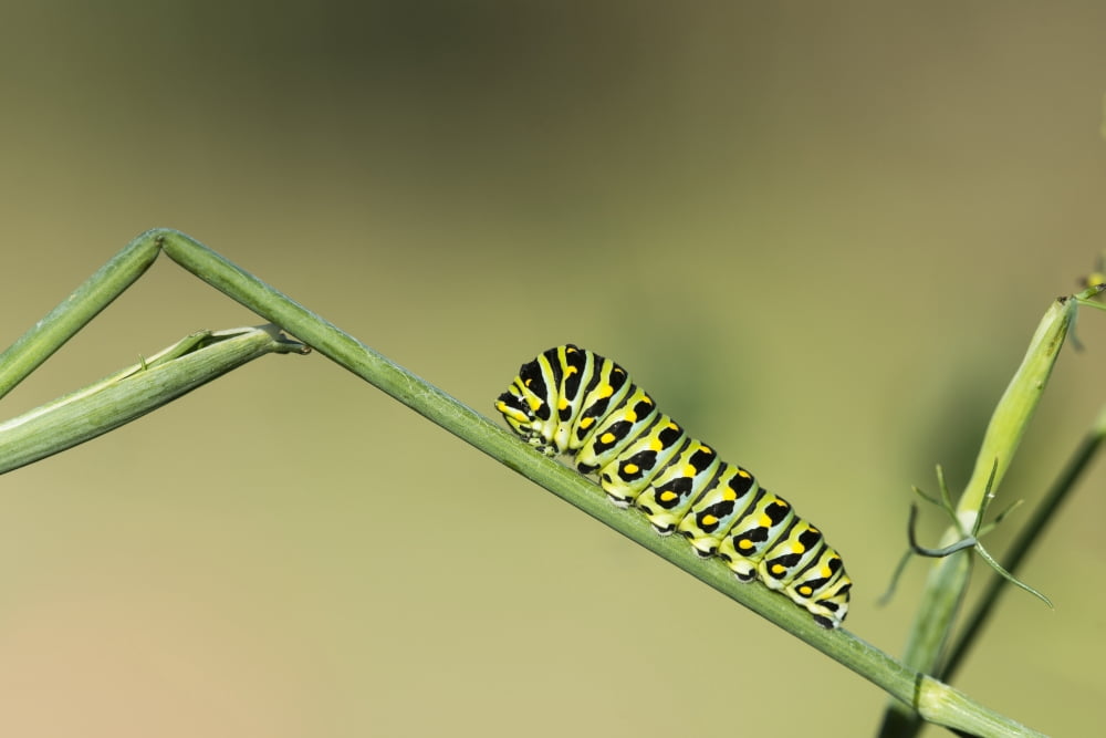 A caterpillar dines on a dill plant Astoria Oregon United States of America Canvas Art - Robert L Potts Design Pics (38 x 24)
