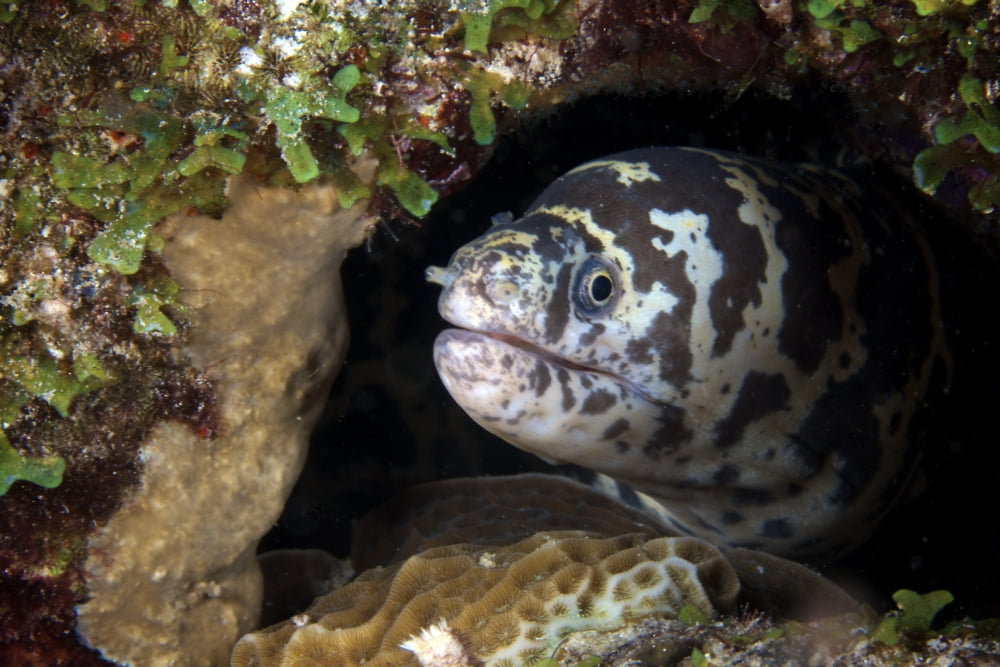 A chain moray eel peers out of its hole Bonaire Caribbean Netherlands Canvas Art - Terry MooreStocktrek Images (18 x 12)