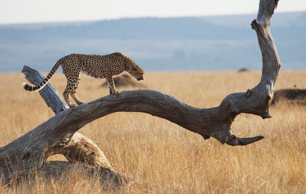 A cheetah (acinonyx jubatus) on a treeMaasai mara kenya Canvas Art - Diane Levit Design Pics (38 x 24)
