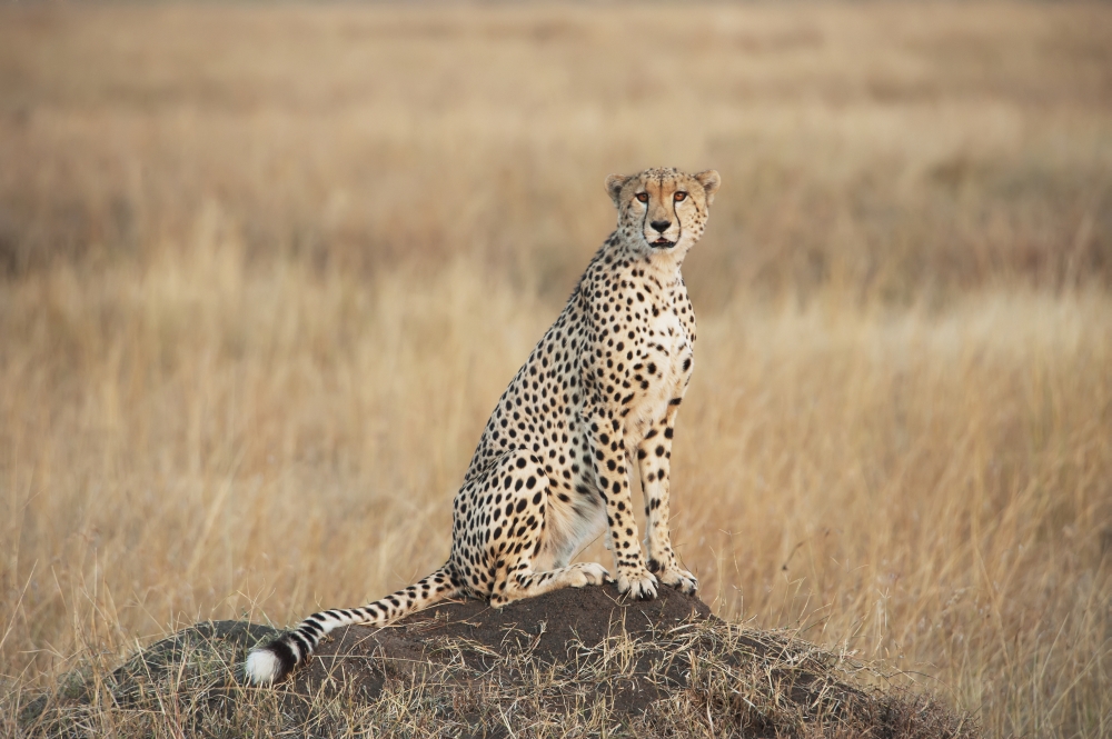 A cheetah sits alert in a field in the maasai mara national reserveMaasai mara kenya Canvas Art - Diane Levit Design Pics (38 x 24)