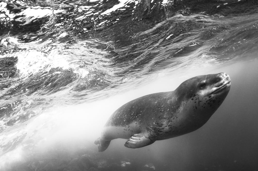 A close encounter with a leopard seal Astrolabe Island Antarctica Canvas Art - Steve JonesStocktrek Images (18 x 12)