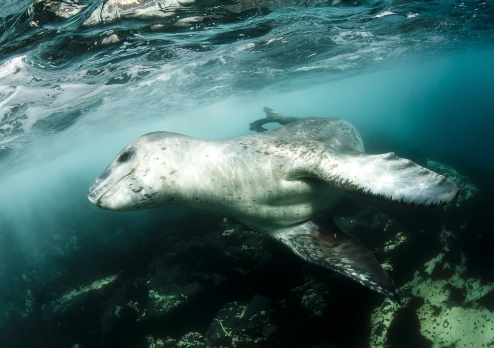 A close encounter with a leopard seal Astrolabe Island Antarctica Canvas Art - Steve JonesStocktrek Images (33 x 24)