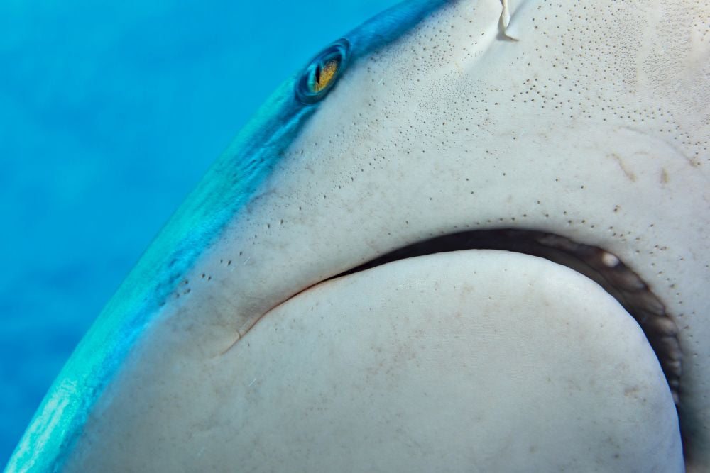 A close look at the sensory organs known as ampullae of Lorenzini, on a