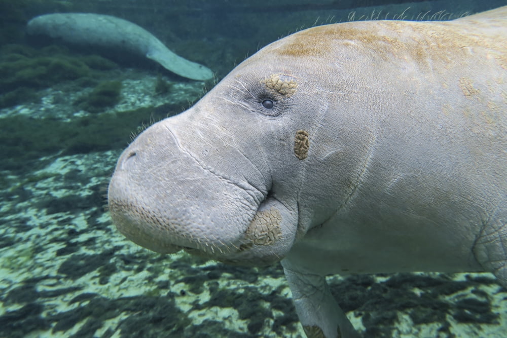 A close-up head profile of a manatee in Fanning Springs State Park Florida Canvas Art - Michael WoodStocktrek Images (17 x 12)