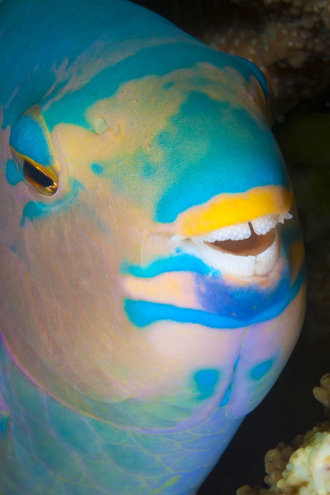A close up look at night of a sleeping three color parrotfish (Scarus tricolor) Fiji Canvas Art - Dave Fleetham Design Pics (24 x 38)