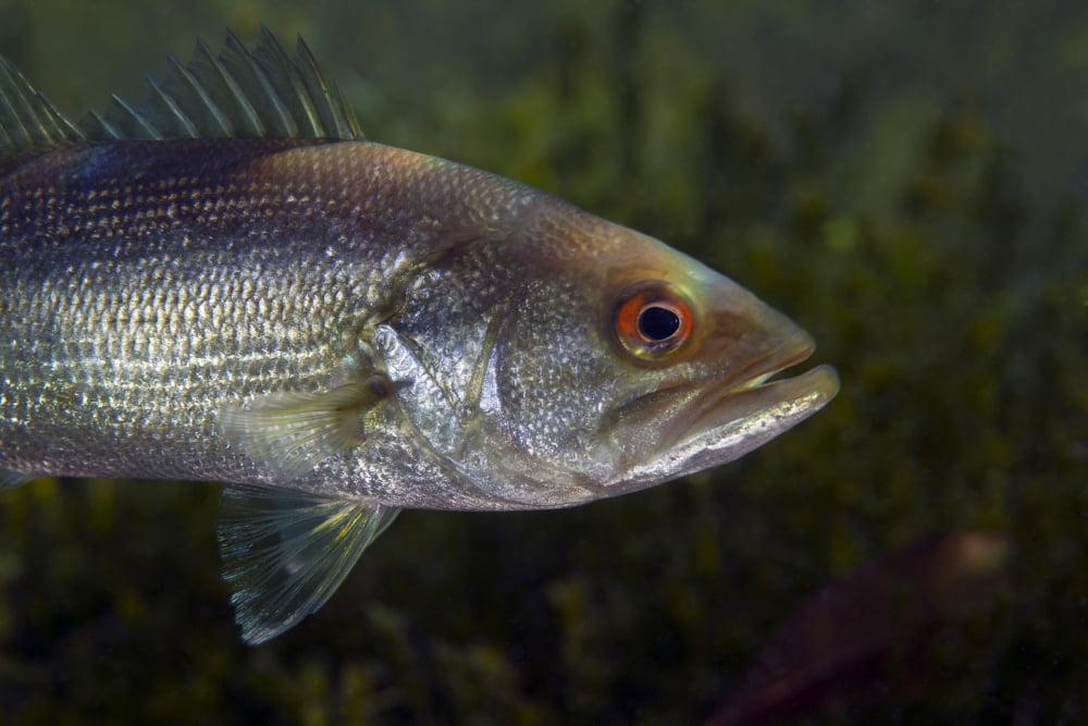 A close-up view of an adolescent Florida Largemouth Bass Canvas Art - Michael WoodStocktrek Images (35 x 23)