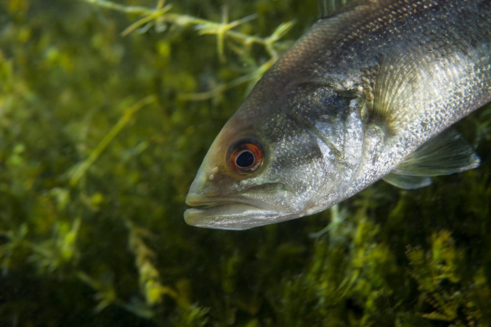 A close-up view of an adolescent Florida Largemouth Bass Canvas Art - Michael WoodStocktrek Images (35 x 23)