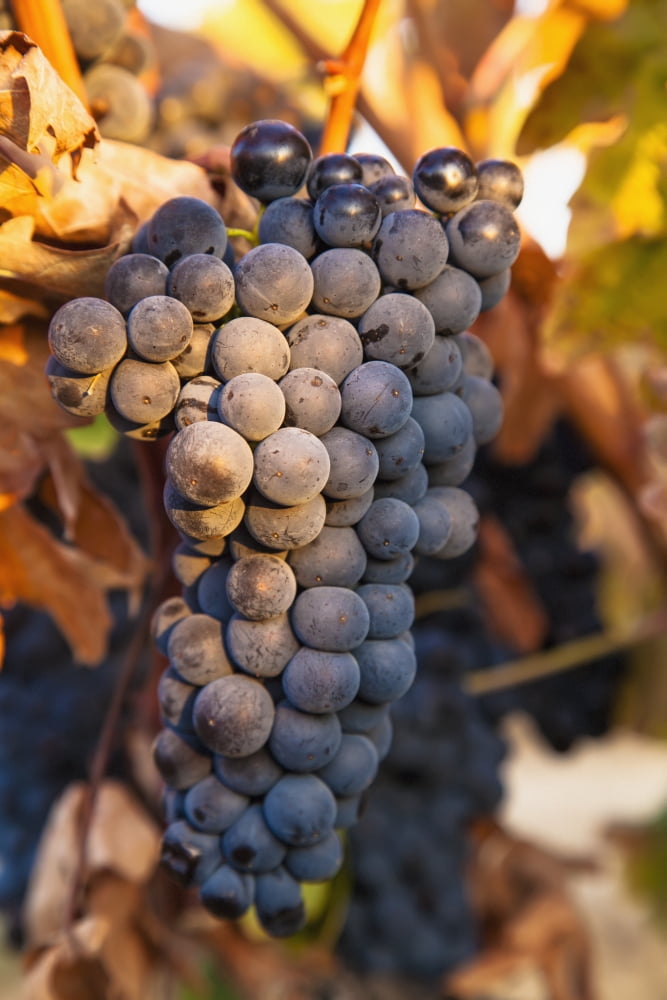 A cluster of grapes on a vineSan vicente de la sonsierra la rioja spain Canvas Art - Carlos Sanchez Pereyra Design Pics (12 x 19)