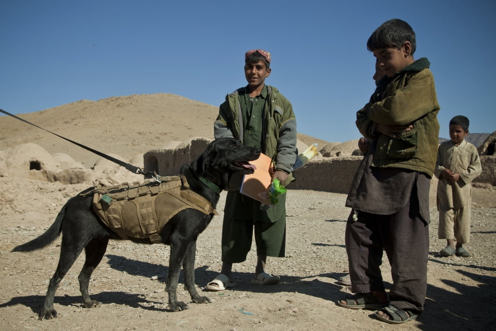 A coalition forces military working dog stands with children in a village Canvas Art - Stocktrek Images (35 x 23)