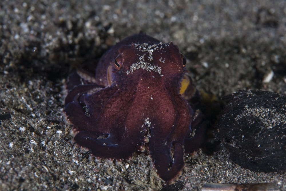 A coconut octopus crawls across the sandy seafloor Canvas Art - Ethan DanielsStocktrek Images (34 x 23)