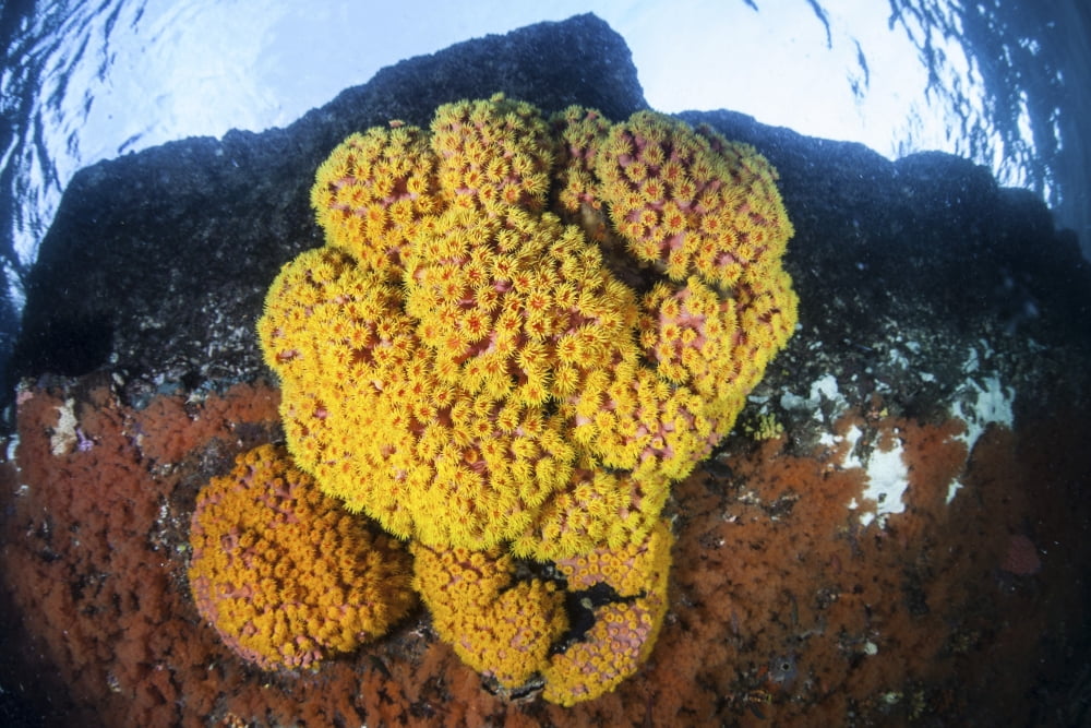 A colony of bright cup corals in Raja Ampat Indonesia Canvas Art - Ethan DanielsStocktrek Images (17 x 12)