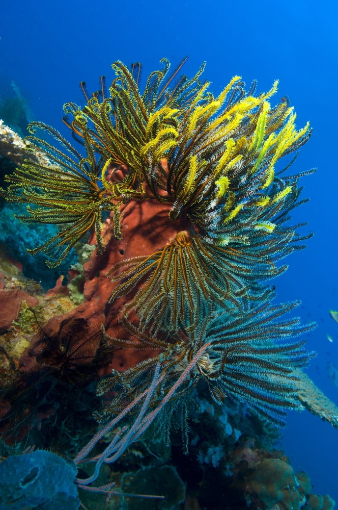 A colony of feather stars attached to sponge Papua New Guinea Canvas Art - Steve JonesStocktrek Images (12 x 18)