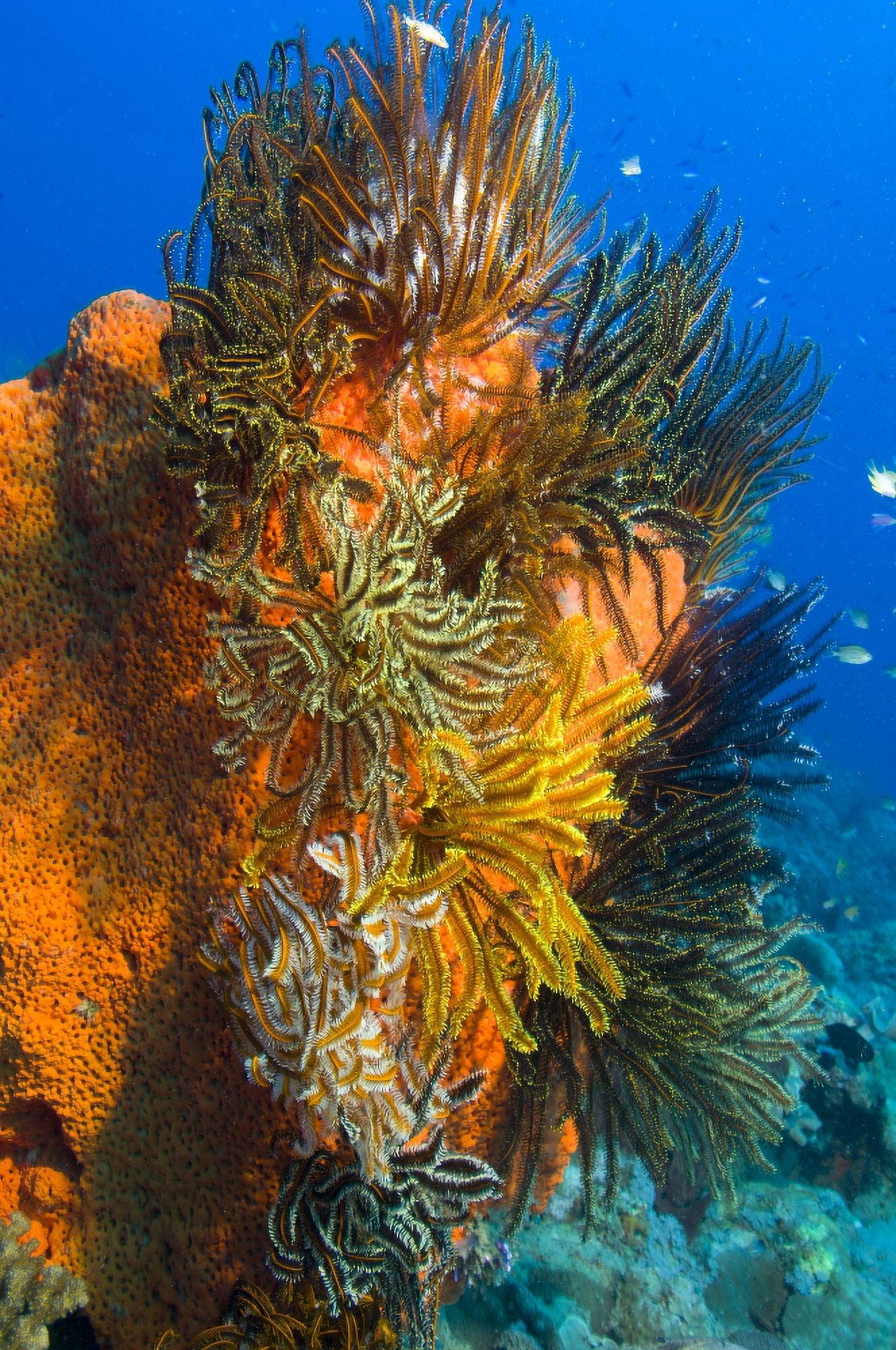 A colony of feather stars attached to sponge Papua New Guinea Canvas Art - Steve JonesStocktrek Images (23 x 35)