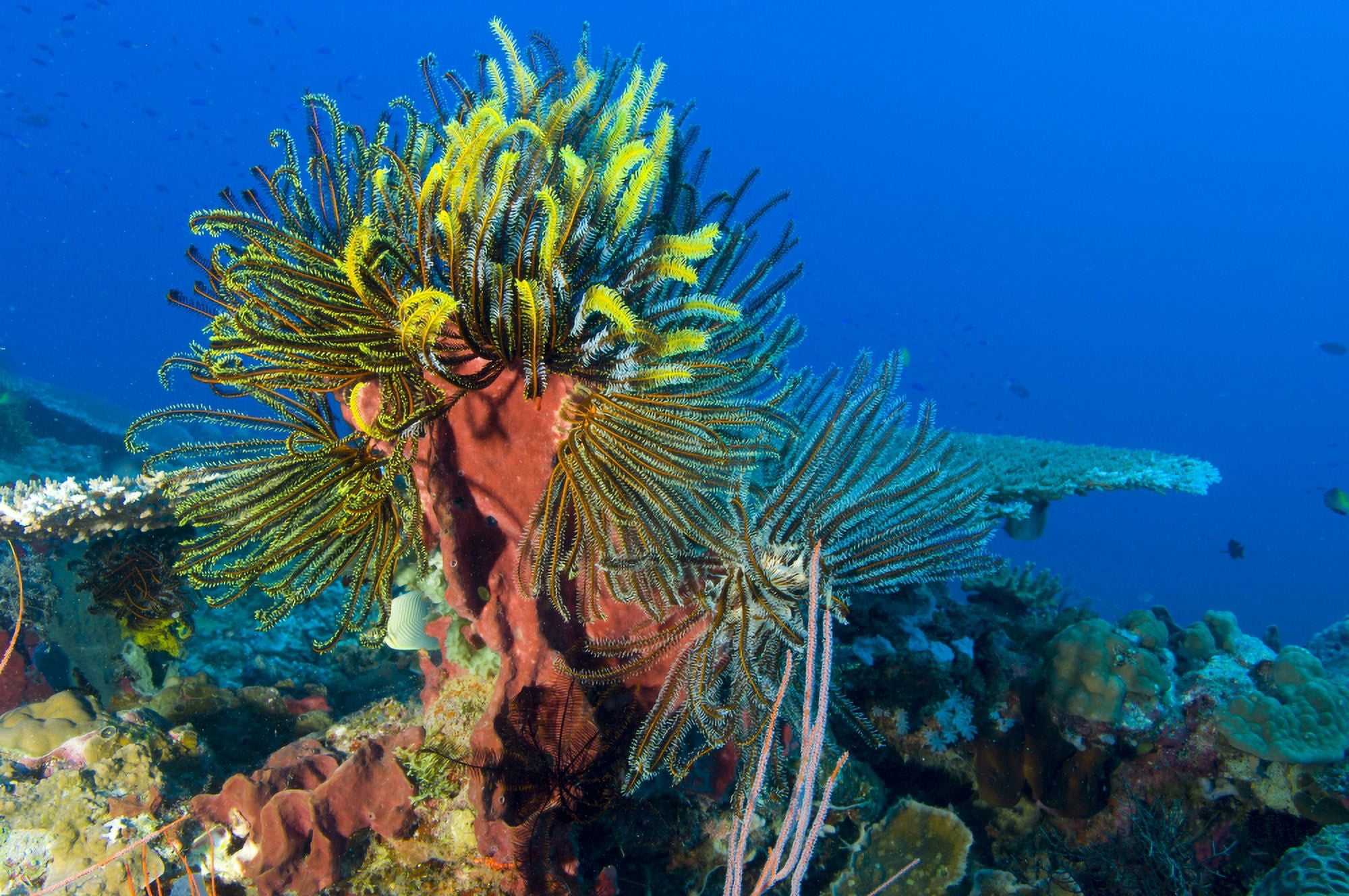 A colony of feather stars attached to sponge Papua New Guinea Canvas Art - Steve JonesStocktrek Images (35 x 23)