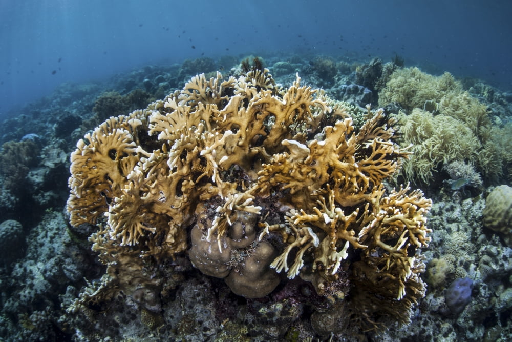 A colony of fire coral grows near Alor Indonesia Canvas Art - Ethan DanielsStocktrek Images (18 x 12)