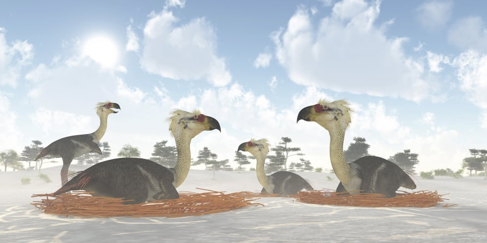 A colony of nesting female Phorusrhacos during the Miocene Era Canvas Art - Corey FordStocktrek Images (40 x 20)