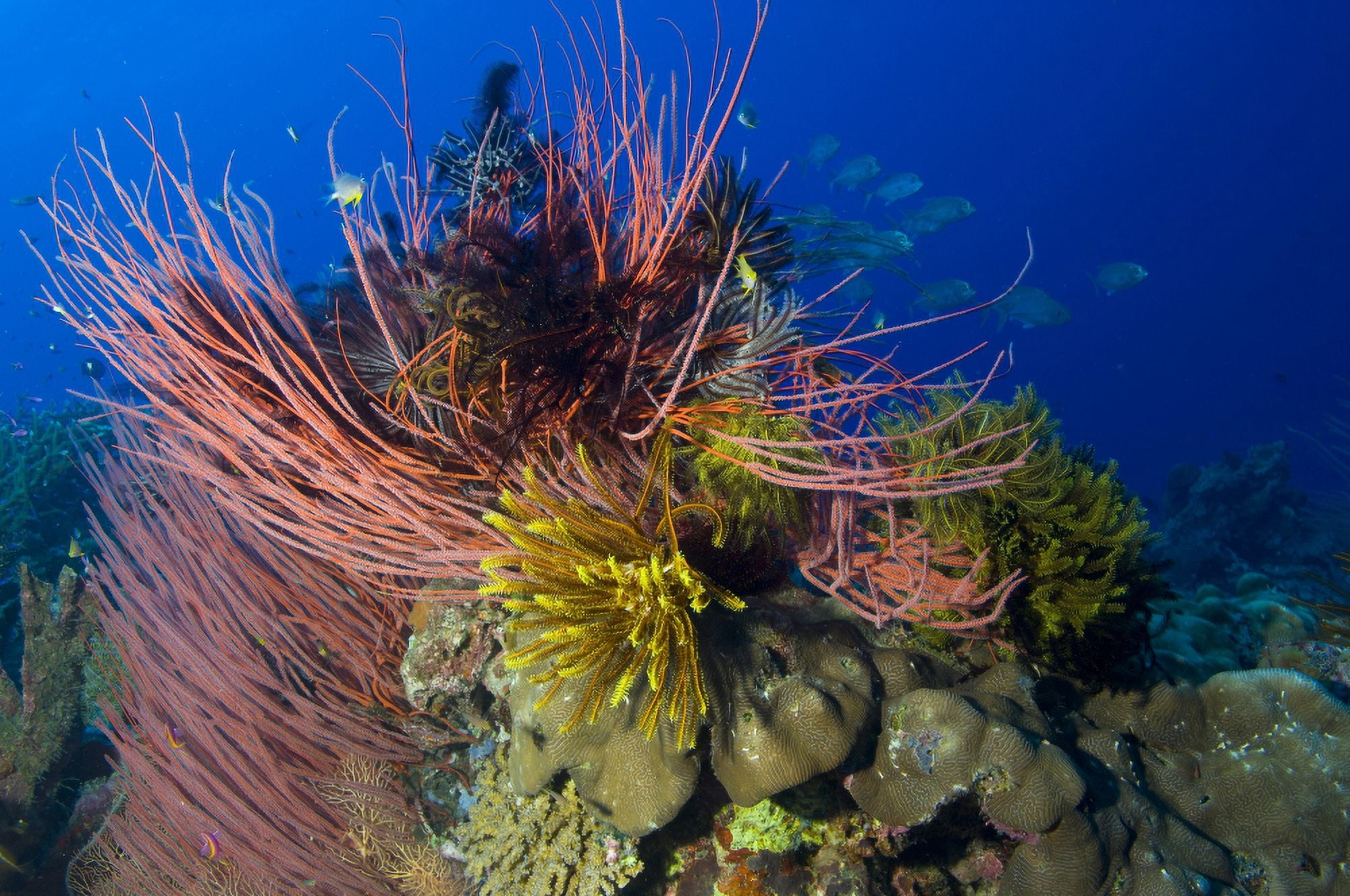 A colony of red whip fan corals with crinoids Papua New Guinea Canvas Art - Steve JonesStocktrek Images (18 x 12)