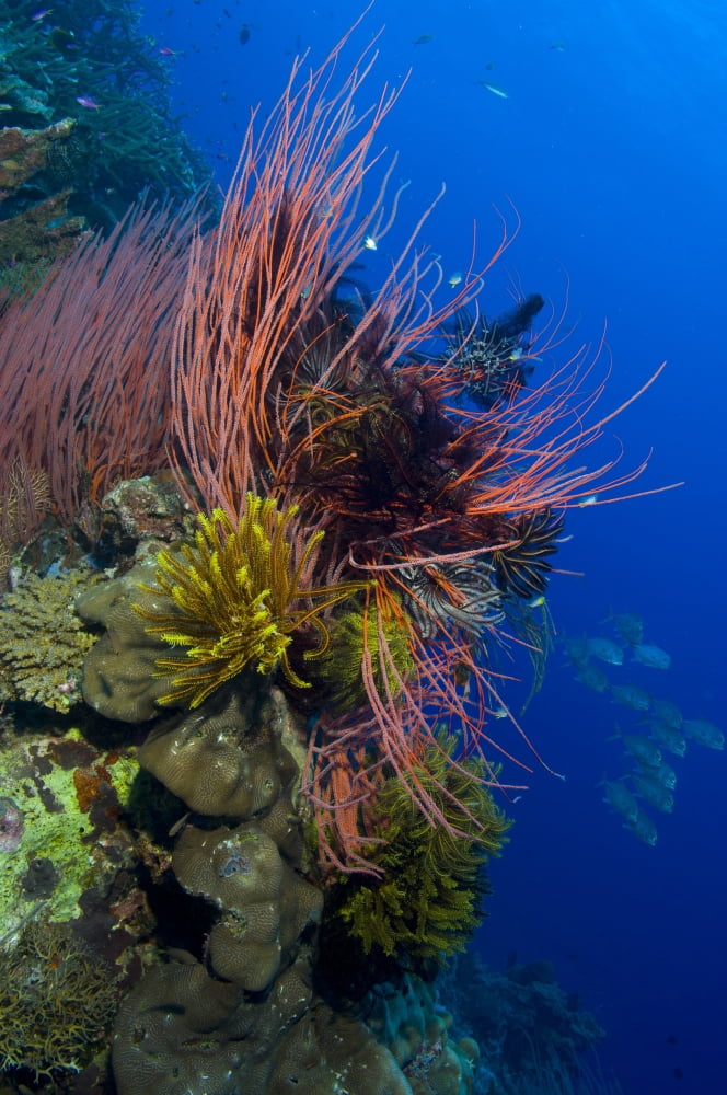A colony of red whip fan corals with crinoids Papua New Guinea Canvas Art - Steve JonesStocktrek Images (23 x 35)