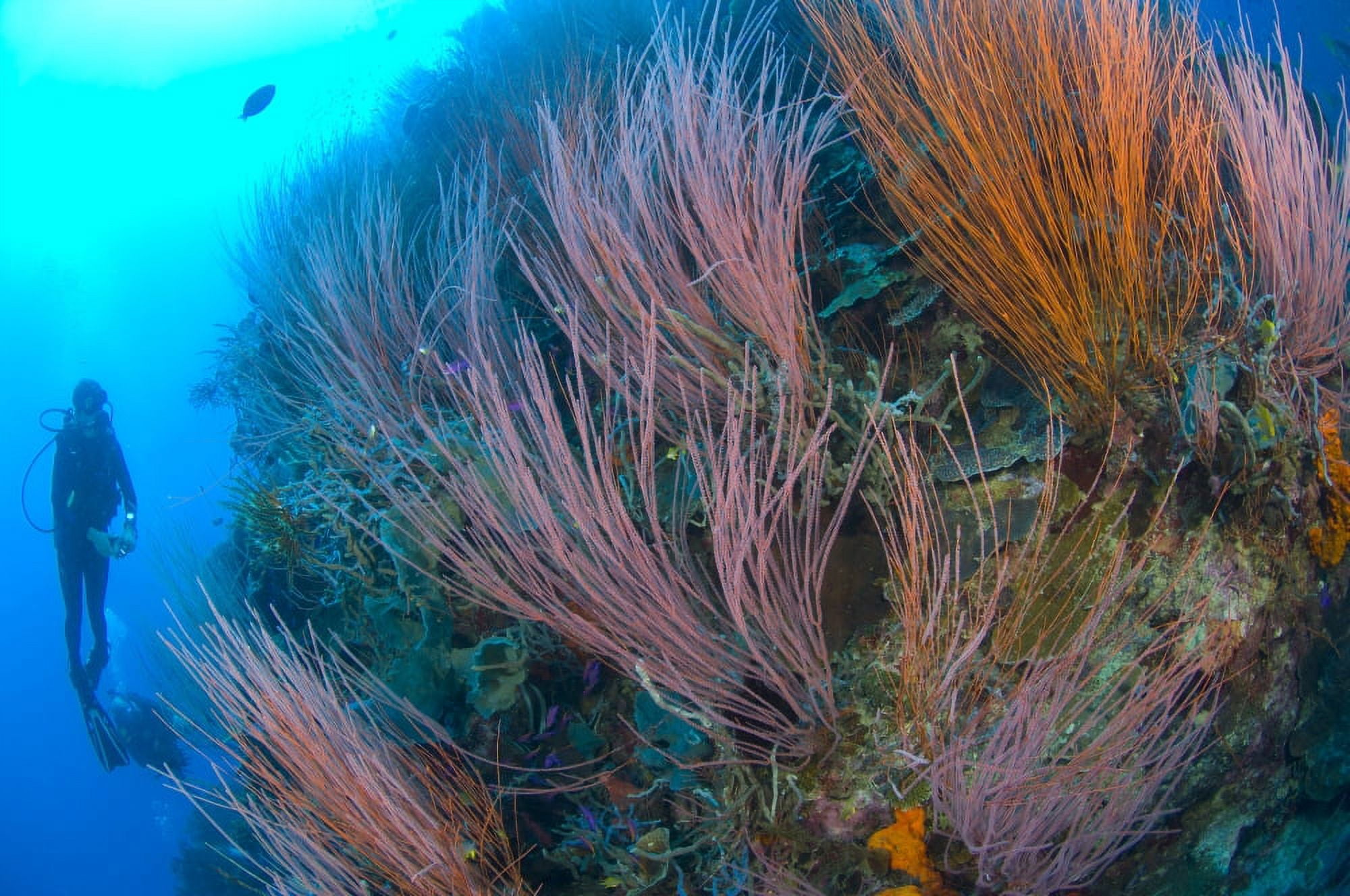 A colony of red whip fan corals with diver Papua New Guinea Canvas Art - Steve JonesStocktrek Images (18 x 12)