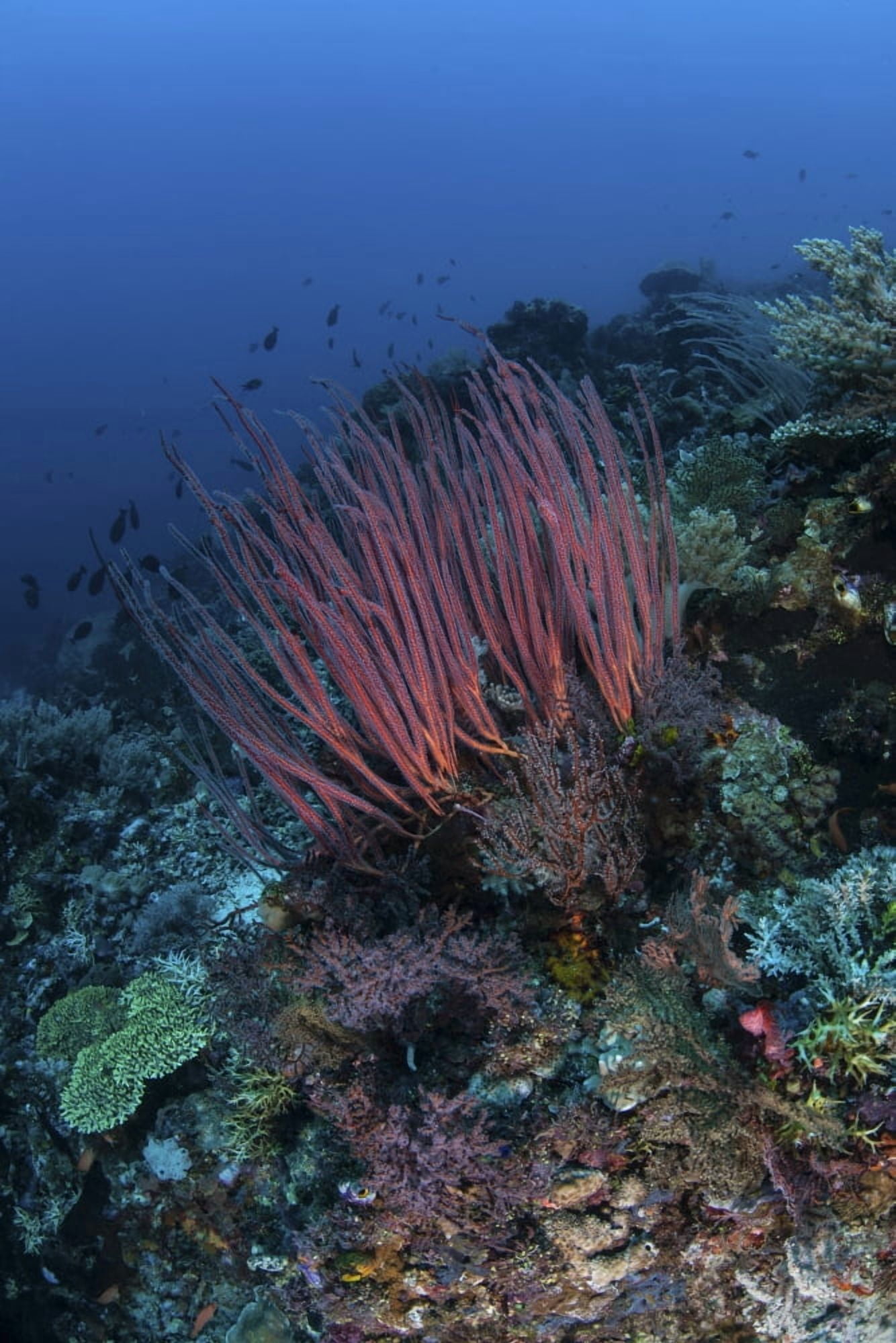 A colony of sea whips grows on a coral reef in Indonesia Canvas Art - Ethan DanielsStocktrek Images (12 x 17)