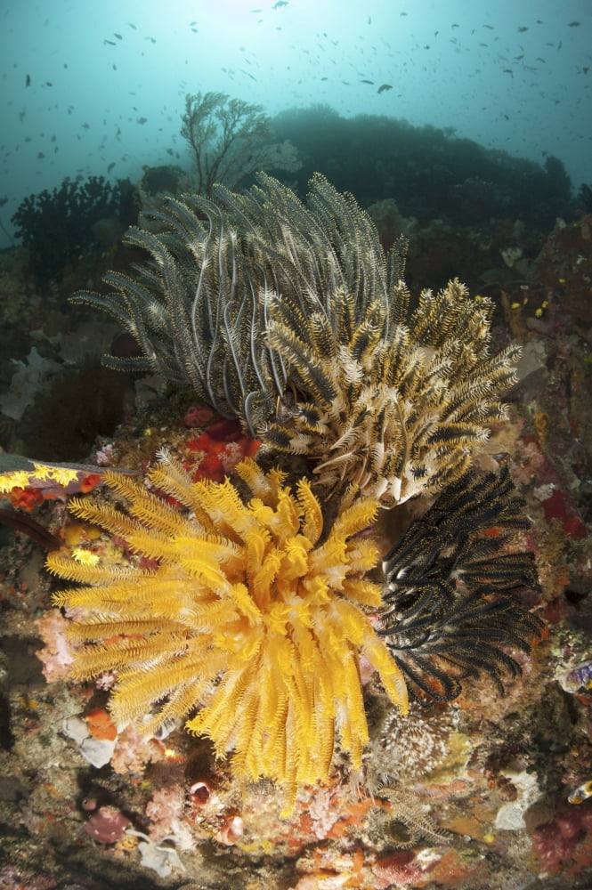 A colorful Komodo seascape with crinoids Indonesia Canvas Art - Steve JonesStocktrek Images (12 x 17)