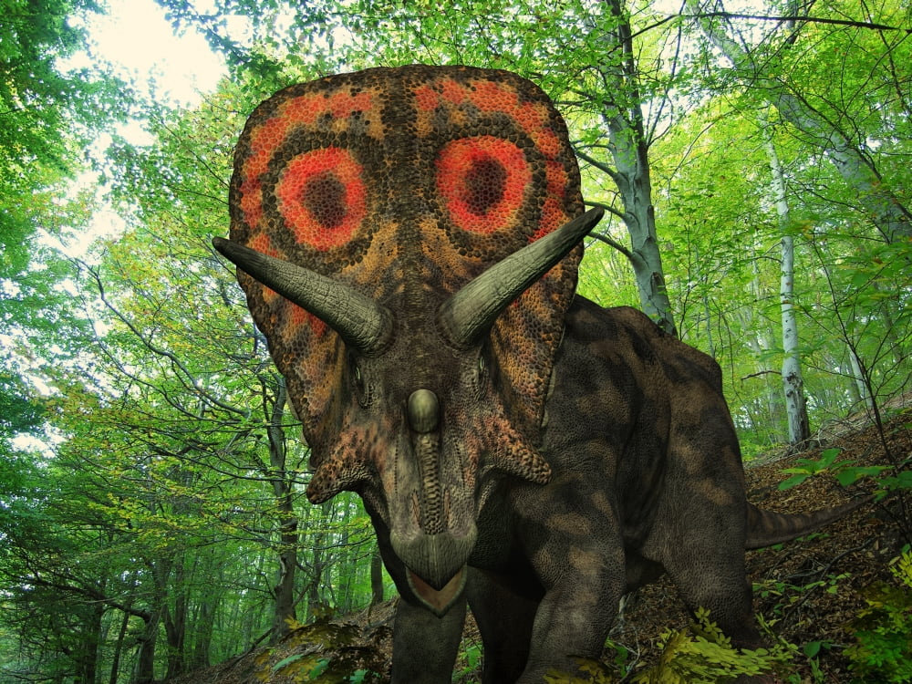 A colorful Torosaurus wanders a Cretaceous forest Canvas Art - Walter MyersStocktrek Images (17 x 13)