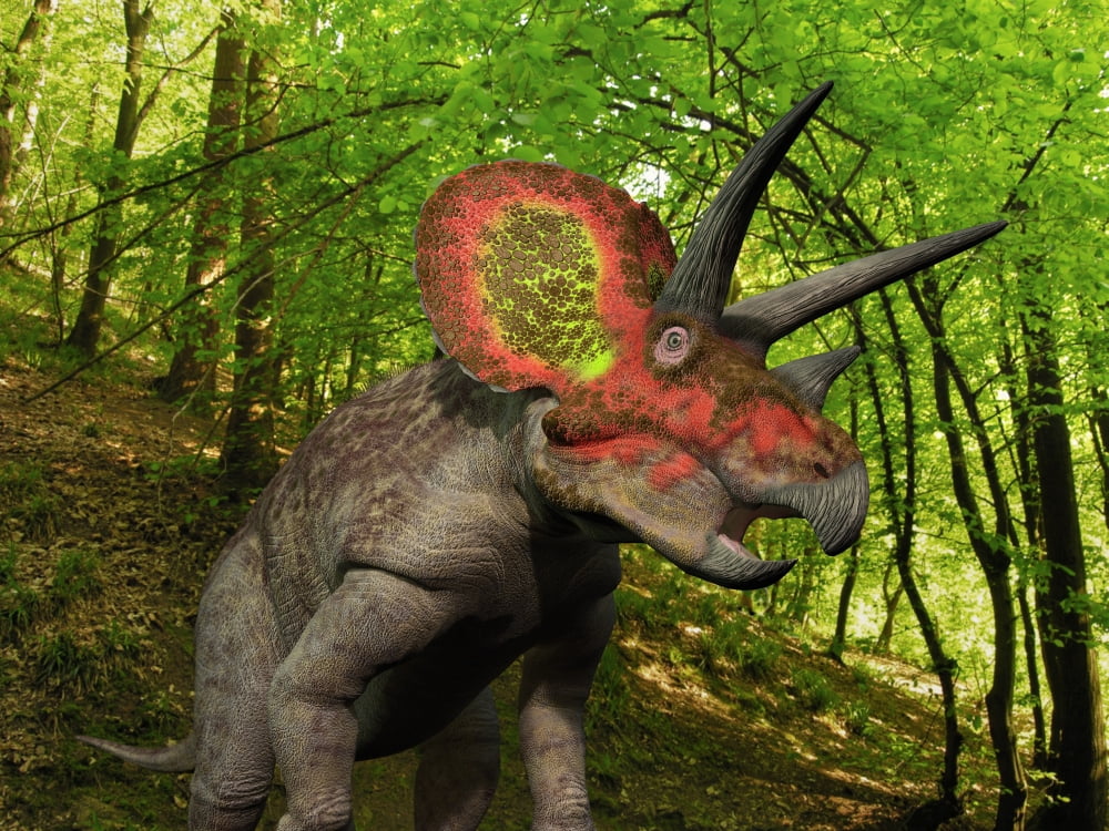 A colorful Triceratops wanders a Cretaceous forest Canvas Art - Walter MyersStocktrek Images (33 x 25)