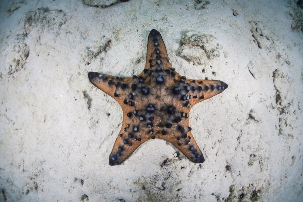 A colorful chocolate chip sea star on the seafloor of Indonesia Canvas Art - Ethan DanielsStocktrek Images (18 x 12)