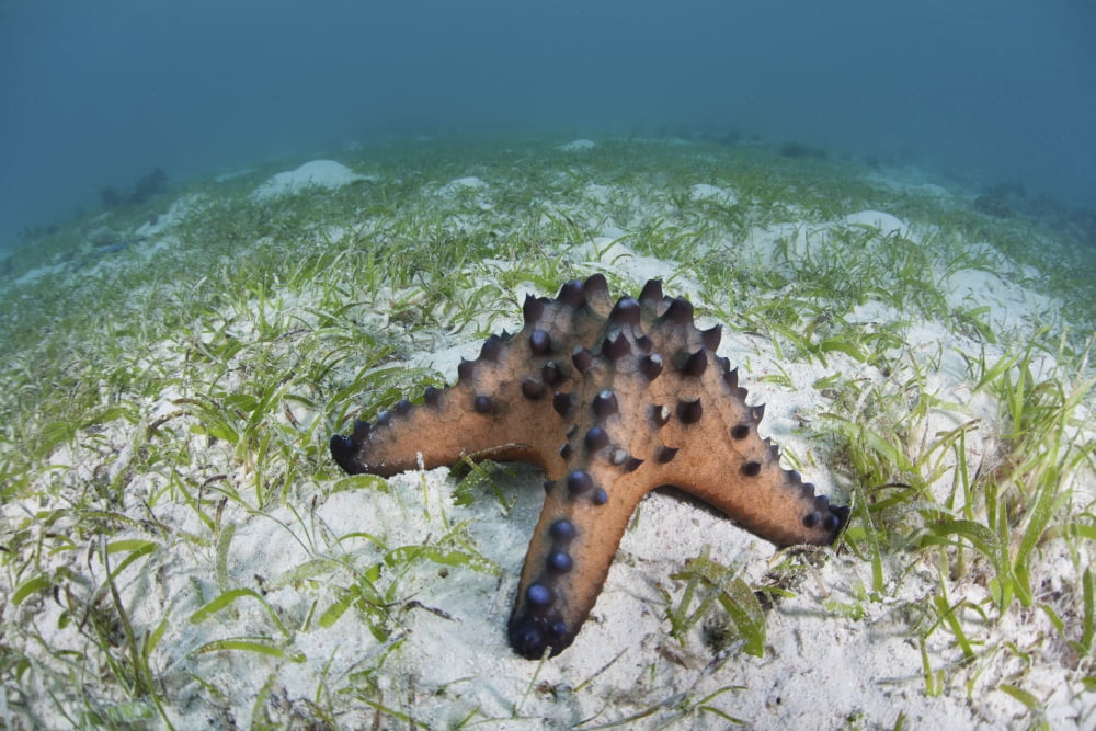 A colorful chocolate chip sea star on the seafloor of Indonesia Canvas Art - Ethan DanielsStocktrek Images (35 x 24)