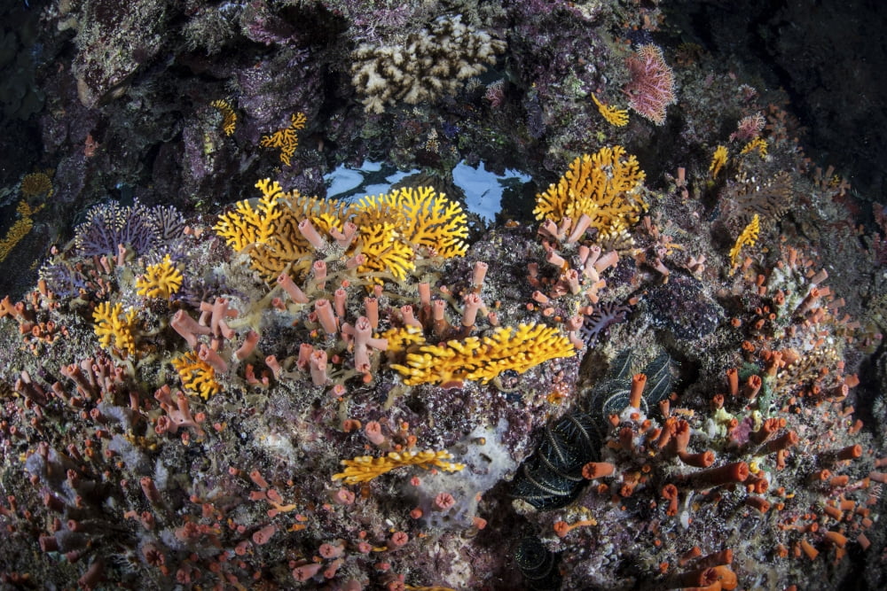 A colorful coral reef grows along a deep dropoff in the Solomon Islands Canvas Art - Ethan DanielsStocktrek Images (34 x 23)