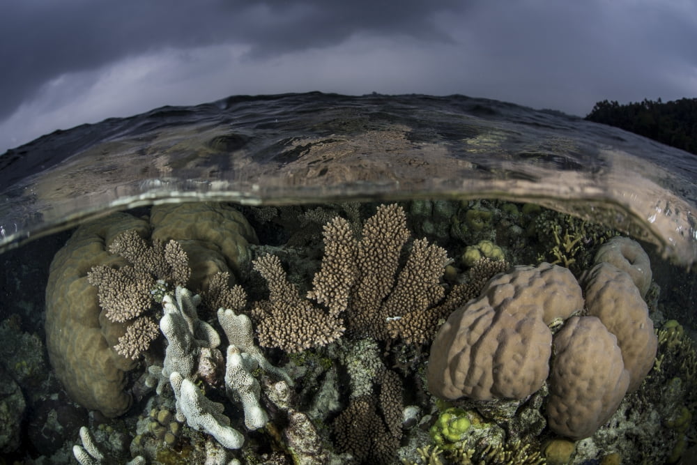 A colorful coral reef grows in shallow water in the Solomon Islands Canvas Art - Ethan DanielsStocktrek Images (17 x 12)