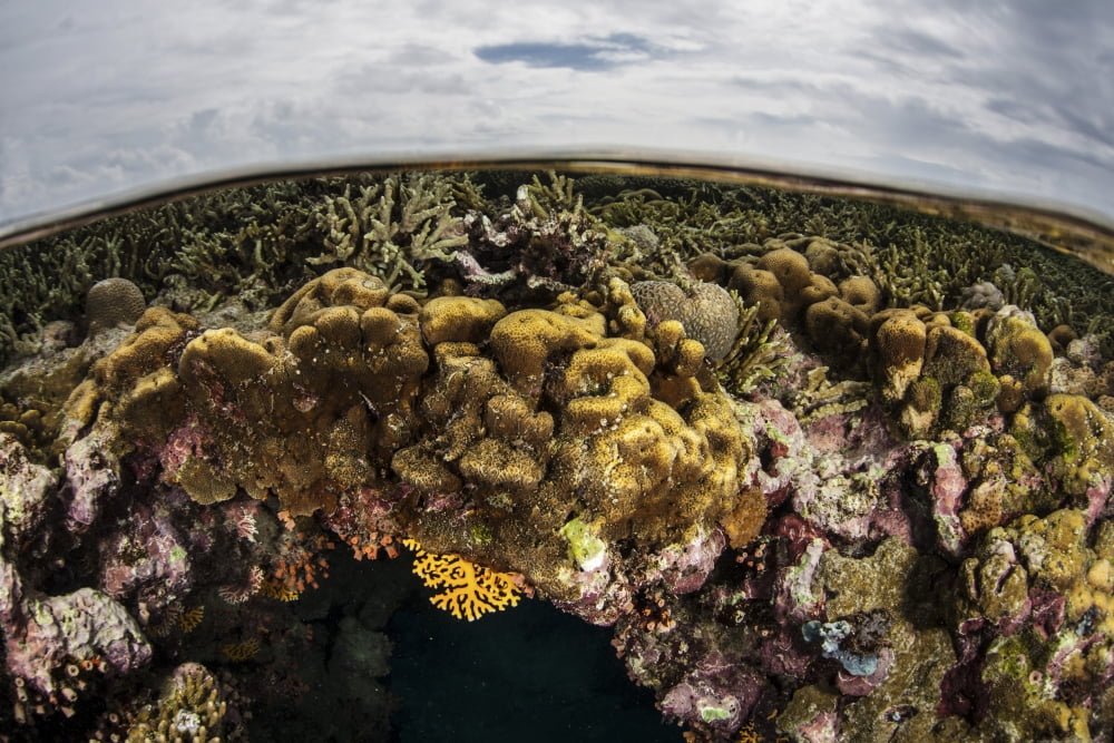 A colorful coral reef grows in shallow water in the Solomon Islands Canvas Art - Ethan DanielsStocktrek Images (34 x 23)