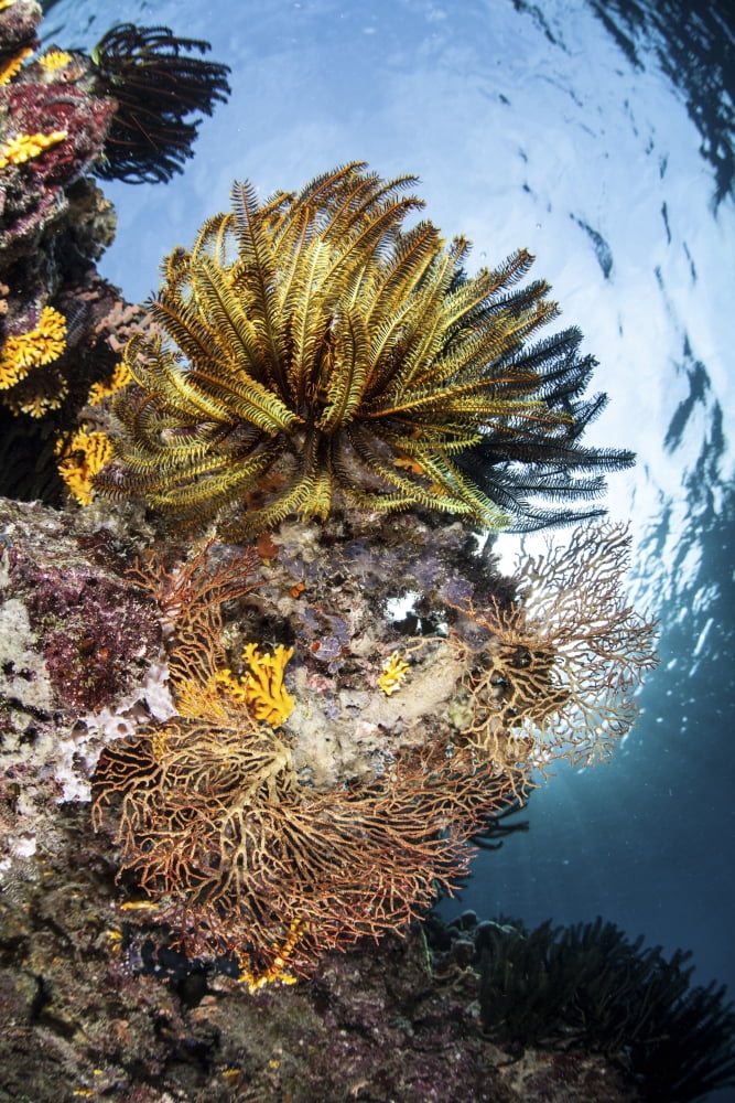 A colorful coral reef grows in the Solomon Islands Canvas Art - Ethan DanielsStocktrek Images (23 x 34)